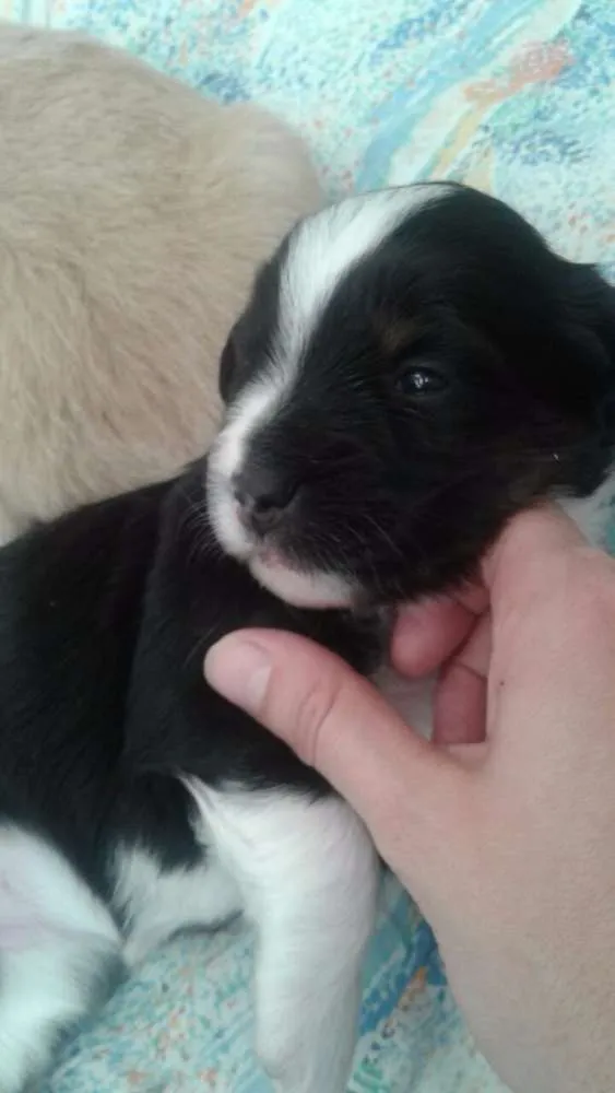 Cachorro ra a Srd idade Abaixo de 2 meses nome Vick e maia