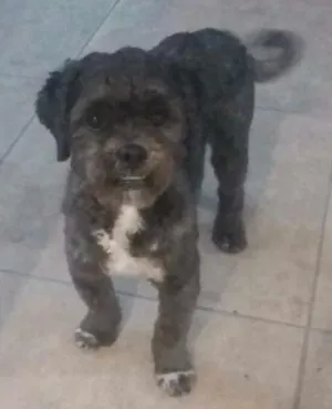 Cachorro raça  idade 1 ano nome Doki