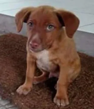 Cachorro raça Não identificada idade 2 a 6 meses nome Sem nome