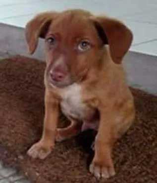 Cachorro ra a Não identificada idade 2 a 6 meses nome Sem nome