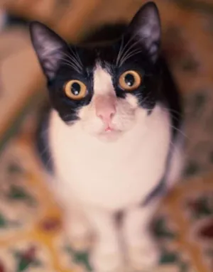 Gato raça srd idade 1 ano nome Petizinha