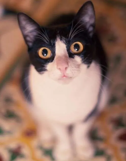 Gato ra a srd idade 1 ano nome Petizinha