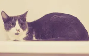 Gato raça srd idade 7 a 11 meses nome Fini