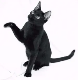 Gato raça srd idade 2 a 6 meses nome Bibs