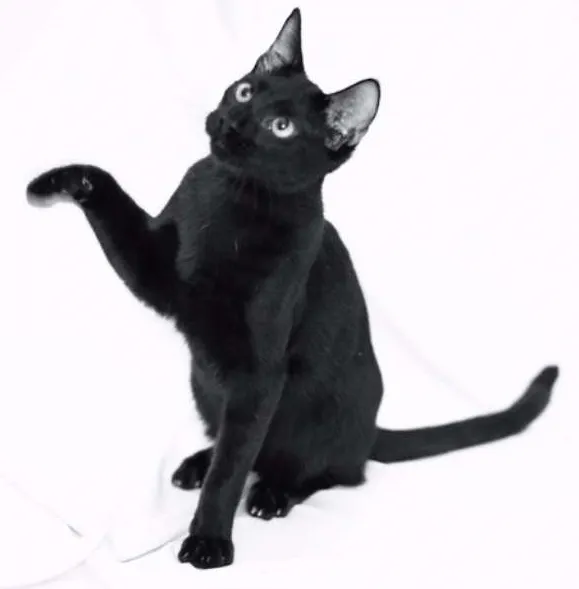 Gato ra a srd idade 2 a 6 meses nome Bibs