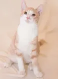 Brulè