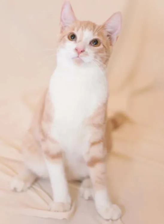Gato ra a srd idade 2 a 6 meses nome Brulè