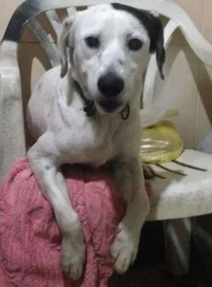 Cachorro raça indefinida idade 1 ano nome Branquinho