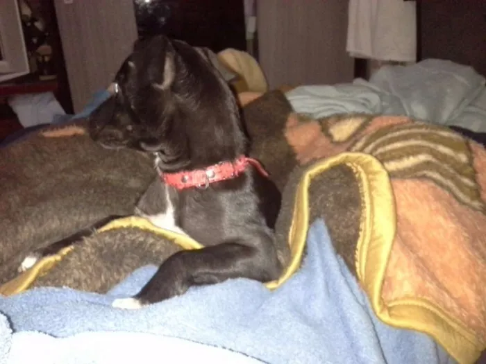Cachorro ra a sem raça idade 7 a 11 meses nome sem nome