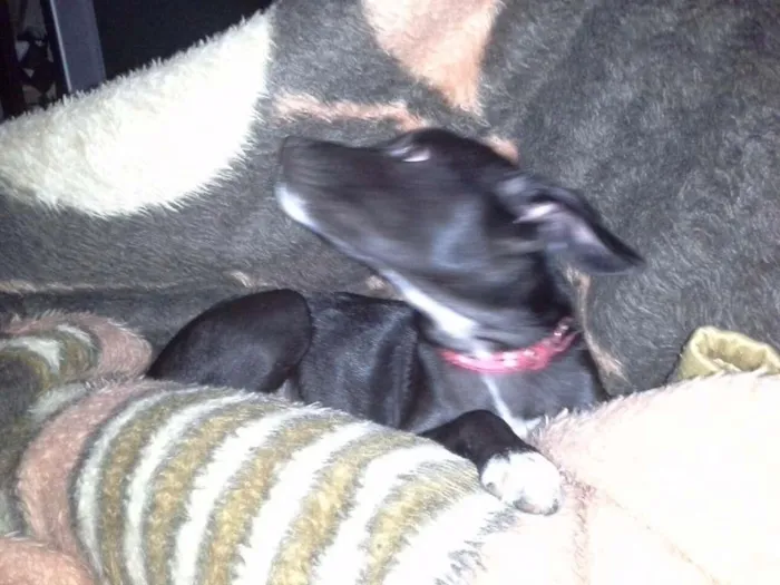 Cachorro ra a sem raça idade 7 a 11 meses nome sem nome