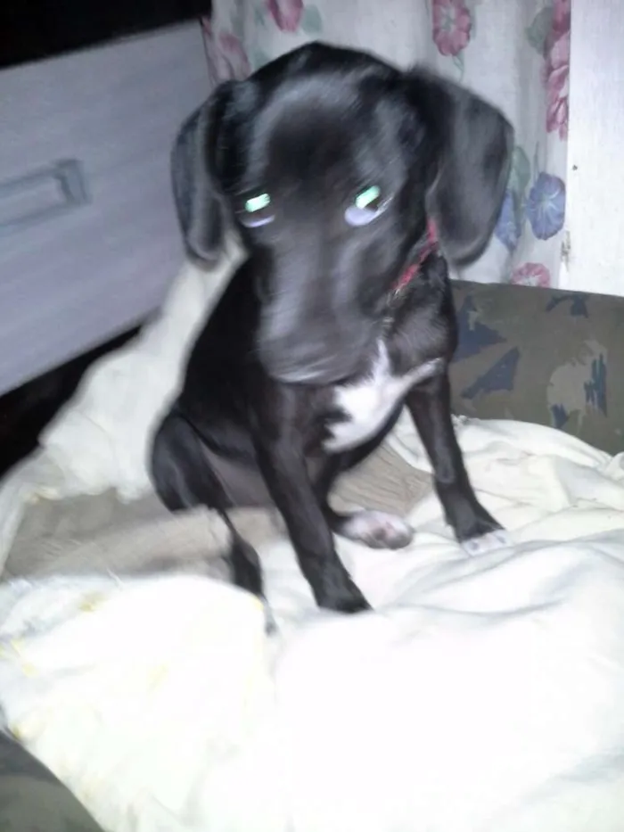 Cachorro ra a sem raça idade 7 a 11 meses nome sem nome
