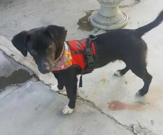 Cachorro ra a SRD idade 7 a 11 meses nome KAUÃ