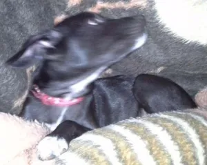 Cachorro raça sem raça idade 7 a 11 meses nome sem nome