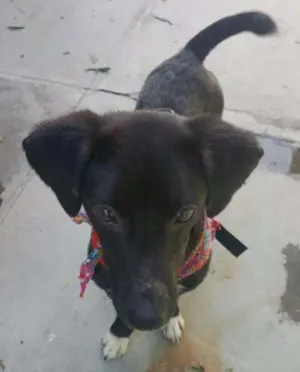 Cachorro raça SRD idade 7 a 11 meses nome KAUÃ