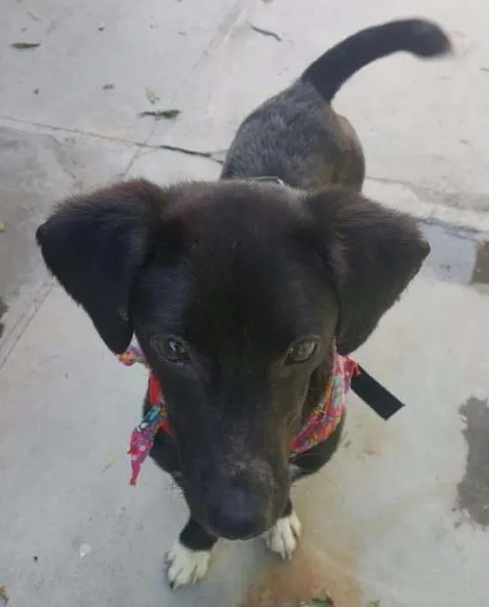 Cachorro ra a SRD idade 7 a 11 meses nome KAUÃ