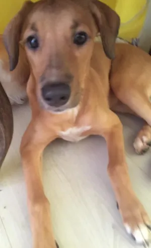 Cachorro raça Vira-lata idade 7 a 11 meses nome Maria