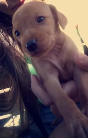 Cachorro raça  idade 2 a 6 meses nome Sem nome