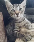 gata