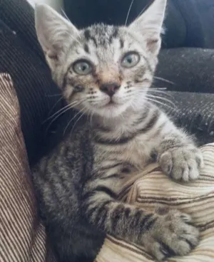 Gato raça não definida idade 2 a 6 meses nome gata
