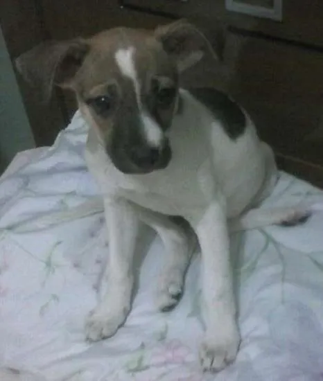 Cachorro ra a indefinida idade 2 a 6 meses nome suzy
