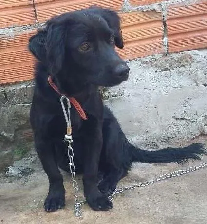 Cachorro ra a Vira lata idade 7 a 11 meses nome Julie e mily 