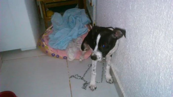 Cachorro ra a Vira Lata idade 2 a 6 meses nome Loula