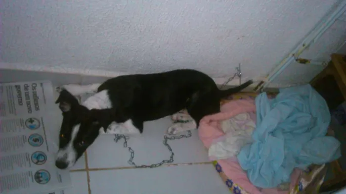 Cachorro ra a Vira Lata idade 2 a 6 meses nome Loula