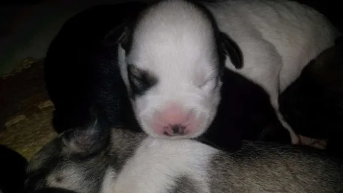 Cachorro ra a SRD idade Abaixo de 2 meses nome totós