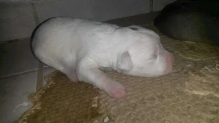 Cachorro ra a SRD idade Abaixo de 2 meses nome totós