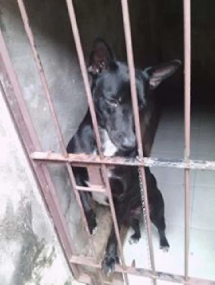 Cachorro raça Vira-lata idade 2 anos nome Lilica