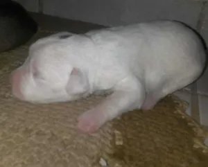 Cachorro raça SRD idade Abaixo de 2 meses nome totós