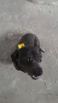 Spock