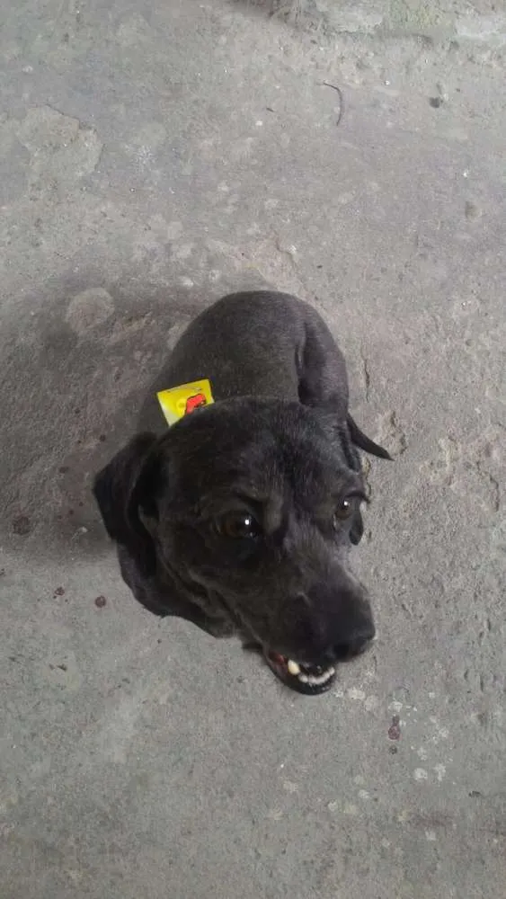 Cachorro ra a SRD idade 3 anos nome Spock