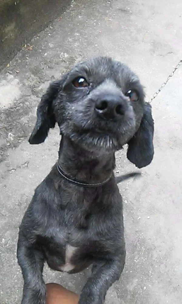 Cachorro ra a SRD idade 3 anos nome Spock
