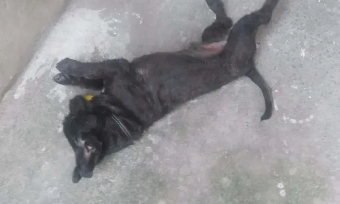 Cachorro ra a SRD idade 3 anos nome Spock