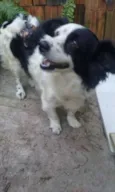 PEDRITA