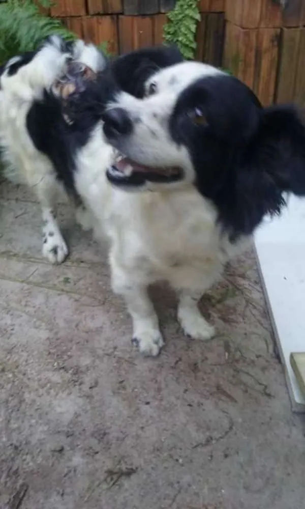 Cachorro ra a SRD idade 2 anos nome PEDRITA