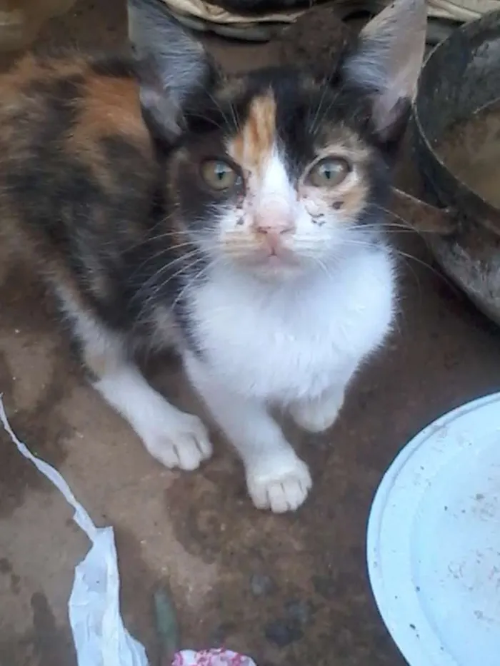 Gato ra a SRD idade 2 a 6 meses nome sem nome