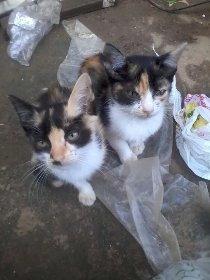 Gato ra a SRD idade 2 a 6 meses nome sem nome