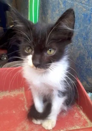 Gato raça SRD idade 2 a 6 meses nome sem nome