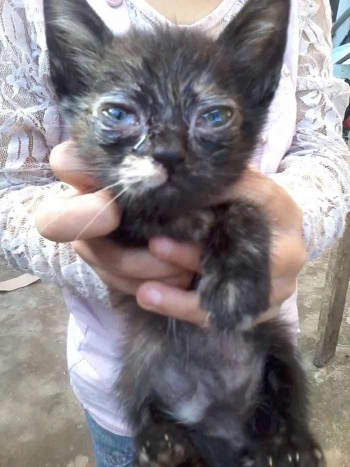 Gato ra a SRD idade 2 a 6 meses nome sem nome