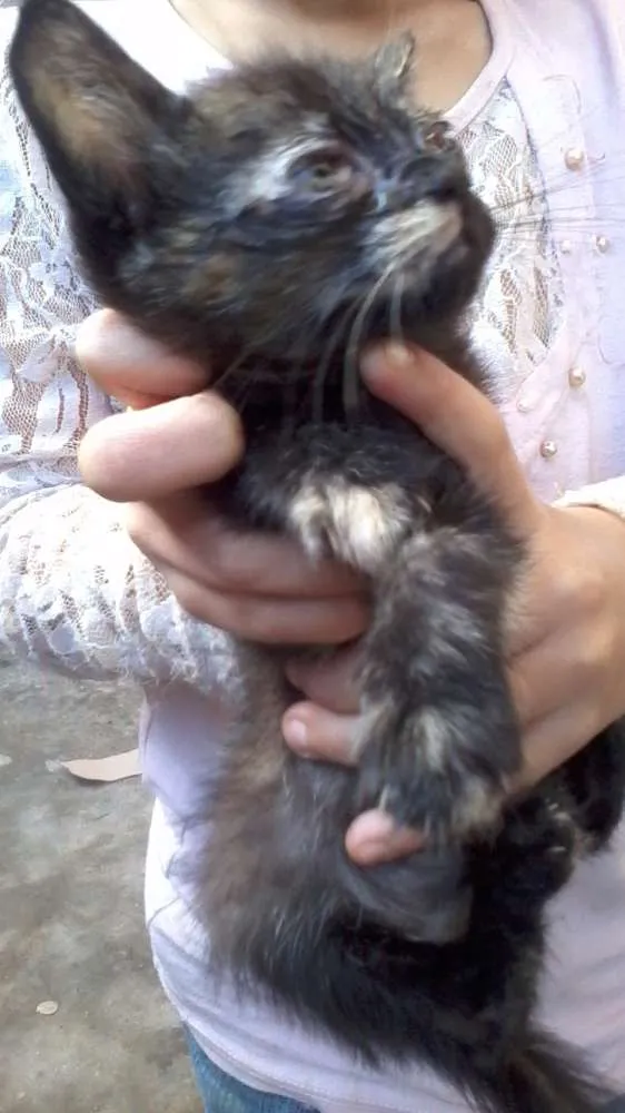 Gato ra a SRD idade 2 a 6 meses nome sem nome