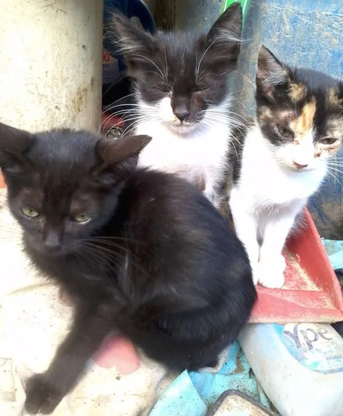 Gato ra a SRD idade 2 a 6 meses nome sem nome