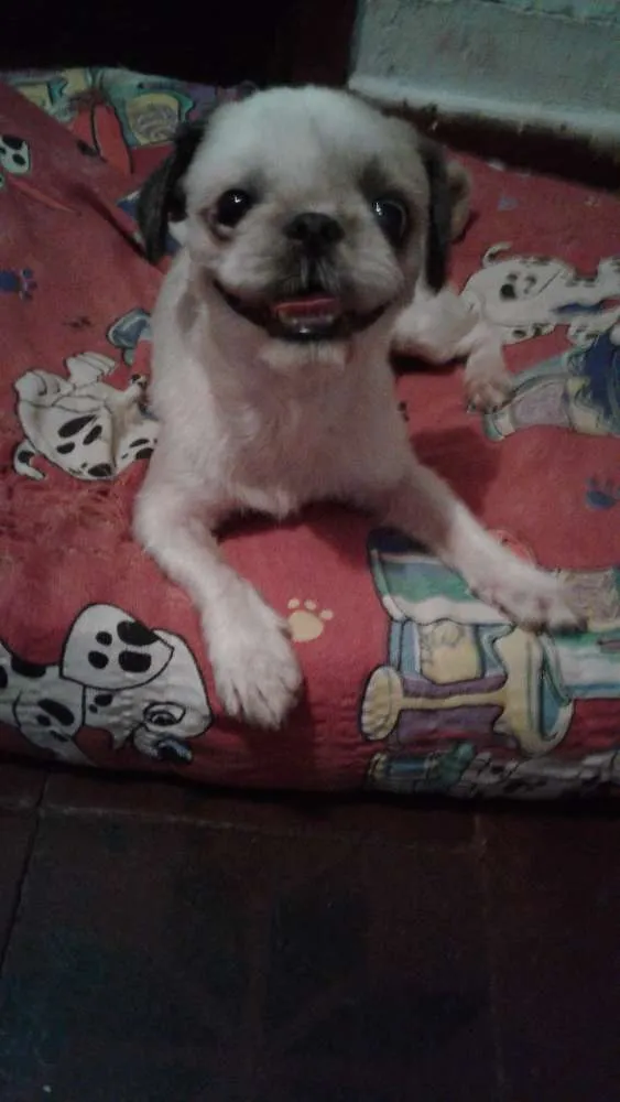 Cachorro ra a Shitzu idade 2 anos nome Luna