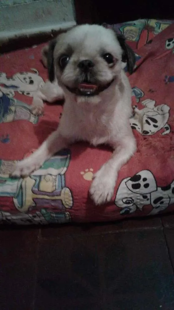 Cachorro ra a Shitzu  idade 2 anos nome Luna