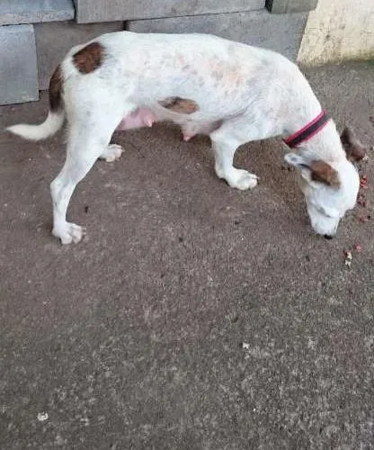 Cachorro ra a SRD-Paulistinha idade 1 ano nome Pelica