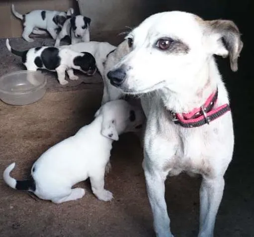 Cachorro ra a SRD-Paulistinha idade 1 ano nome Pelica