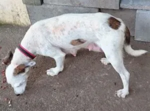 Cachorro raça SRD-Paulistinha idade 1 ano nome Pelica