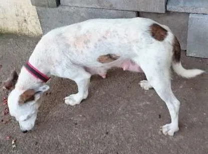 Cachorro ra a SRD-Paulistinha idade 1 ano nome Pelica
