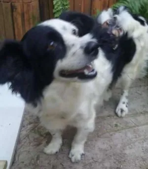 Cachorro raça SRD idade 2 anos nome PEDRITA
